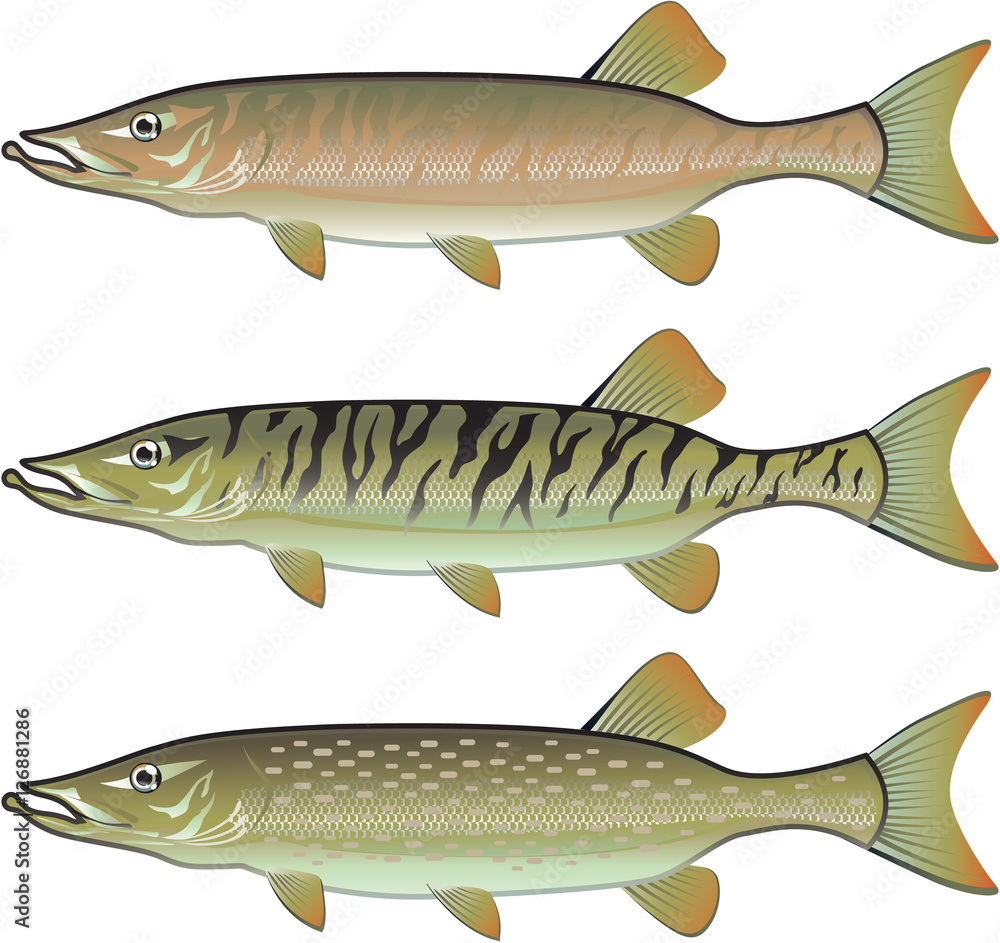 Obraz premium Musky Tiger musky and Northern Pike vector illustration fish pre