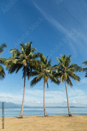 Fototapeta Naklejka Na Ścianę i Meble -  Palm Trees on a Headland.
