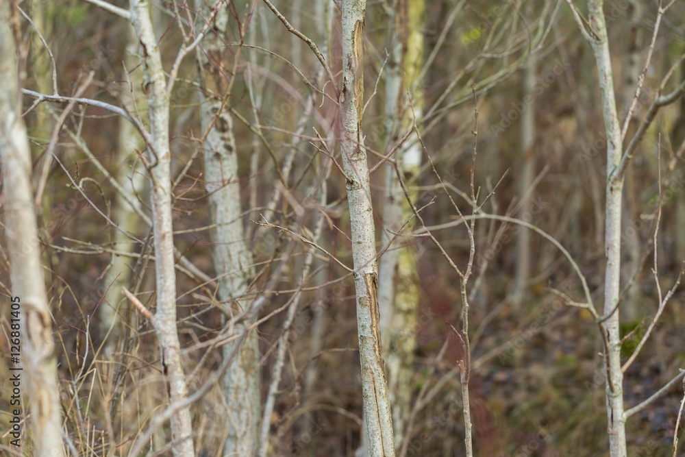 Trunks of small deciduous trees Trunks of small deciduous trees