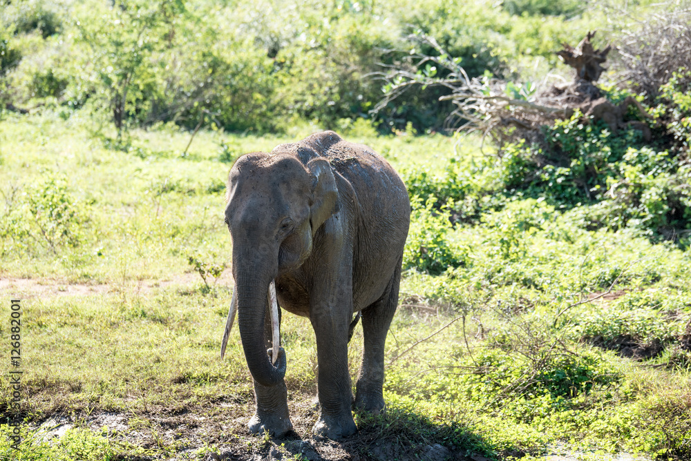 Obraz premium Elephant