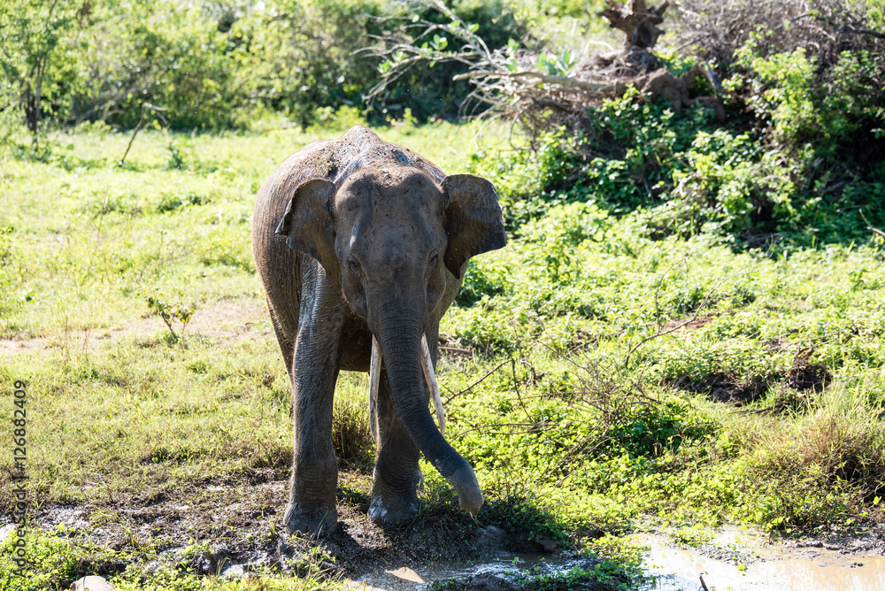Fototapeta premium Elephant
