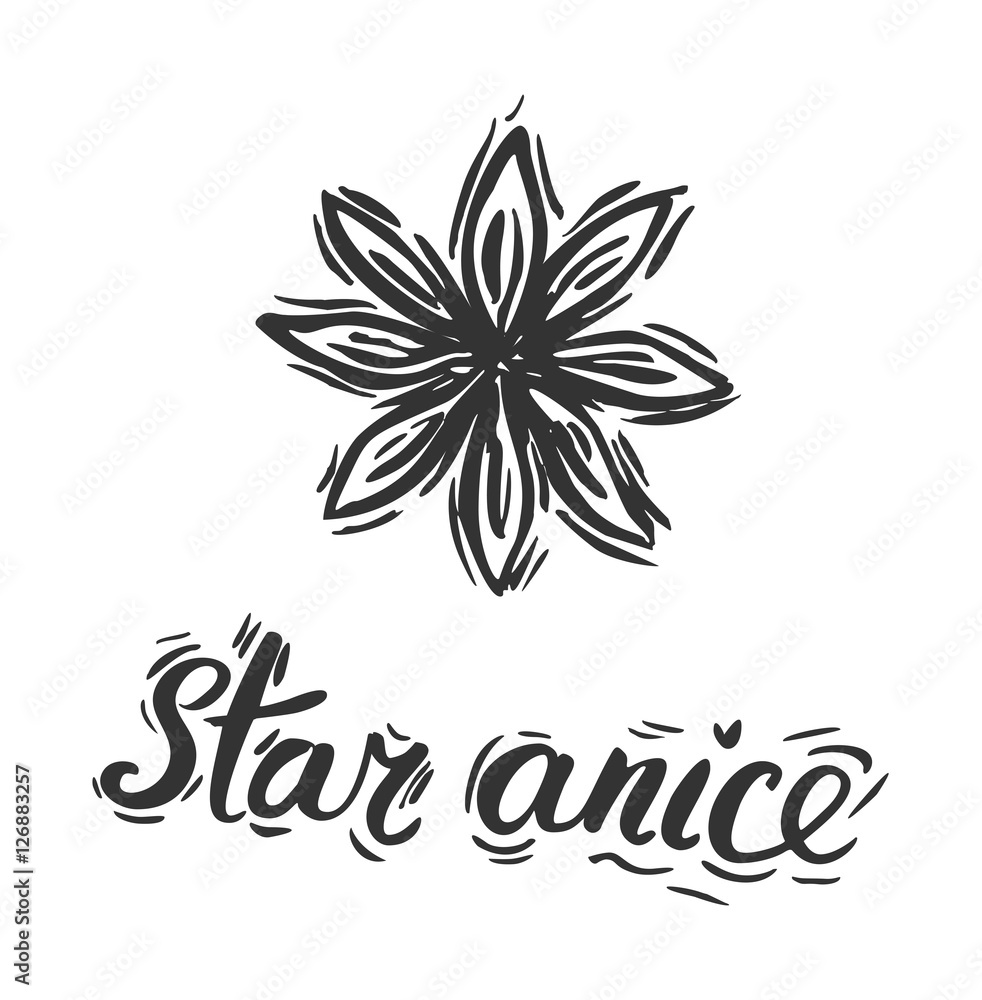 Star anise. Vector botanical illustration with pen and ink. Spice. Isolated vintage image on a white background. Hand-drawn sketch.