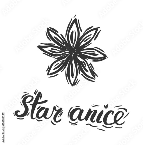 Star anise. Vector botanical illustration with pen and ink. Spice. Isolated vintage image on a white background. Hand-drawn sketch.