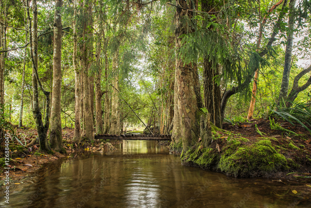 Landscape of Evergreen forest and water current Landscape of Evergreen forest and water current