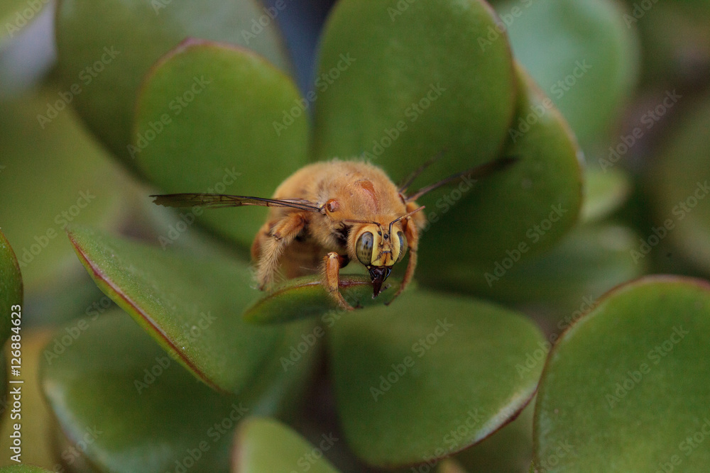 Foto De Gold Colored Male Valley Carpenter Bee Scientific Name foto-de-gold-colored-male-valley-carpenter-bee-scientific-name
