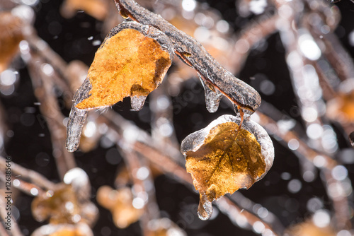 Birch yellow leafs under icy incrustation on a branch photo