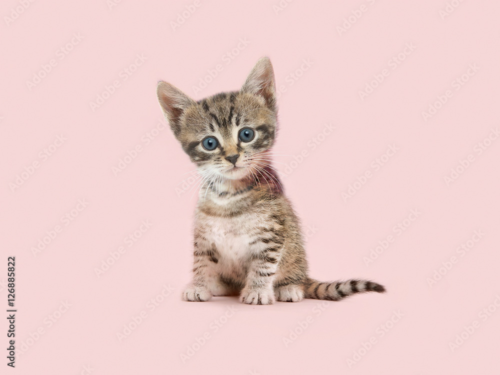 Naklejka premium Kitten