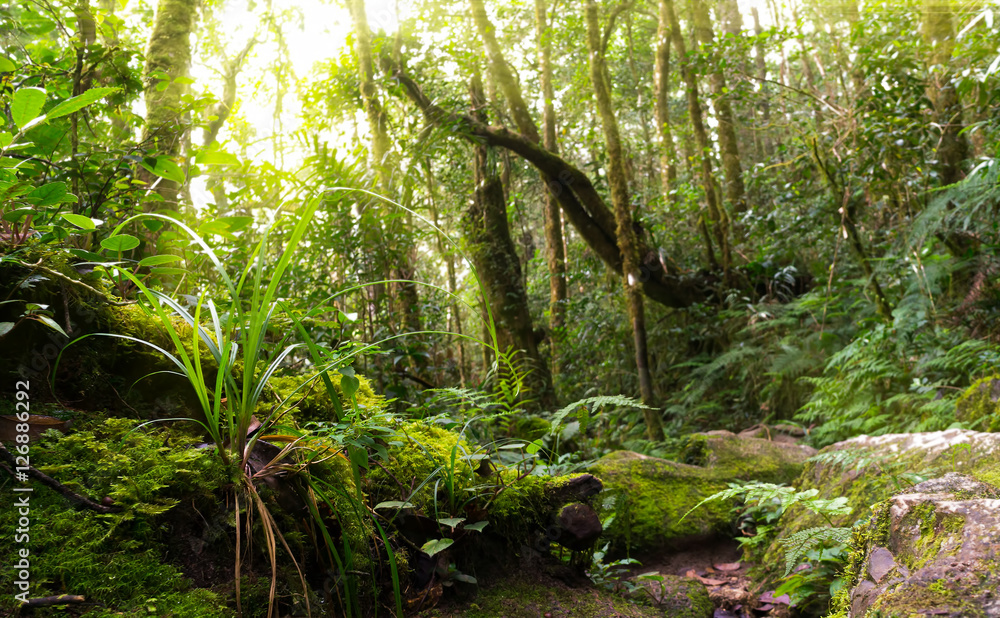 Obraz premium Nature rain forest with morning sunlight at Kinabalu Park,Malaysia,Asia