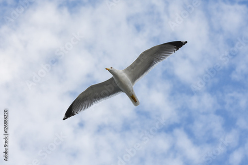Seagull flying with open wings in blue sky.
