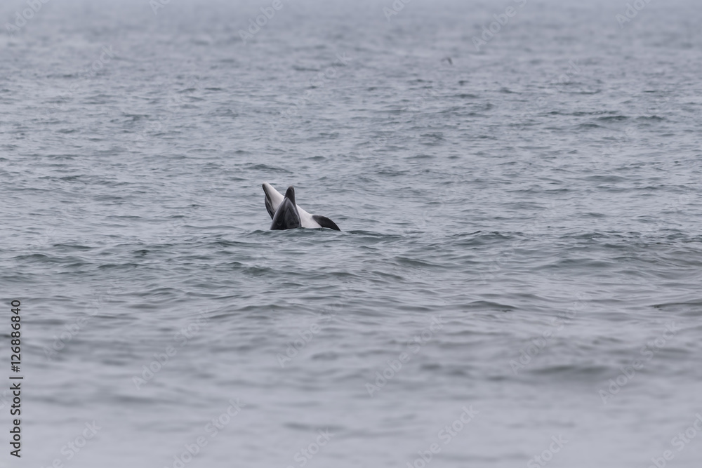 Fototapeta premium Dolphin love