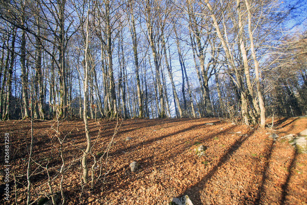 Passo di Forca d'acero in autunno, un bosco tra Lazio e Abruzzo. Alberi, rocce e mille colori della natura Passo di Forca d'acero in autunno, un bosco tra Lazio e Abruzzo. Alberi, rocce e mille colori della natura