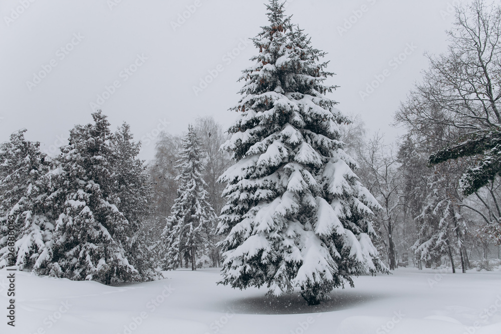 Obraz premium Forest in the winter. First snow.
