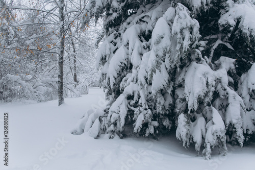 Forest in the winter. First snow.