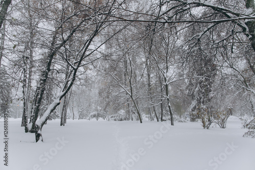Snow and blowing snow in the park. Winter coming. © anatoliycherkas