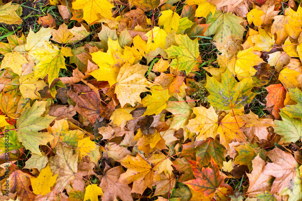 Yellow fallen leaves on ground, autumn ground texture.
