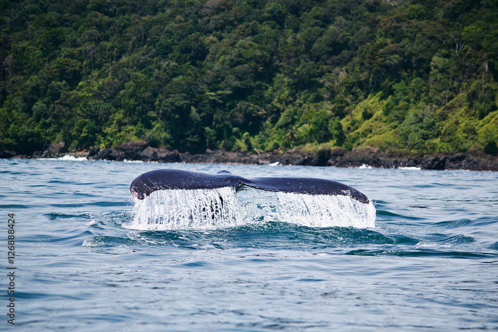 Fototapeta premium Humpback whale tail