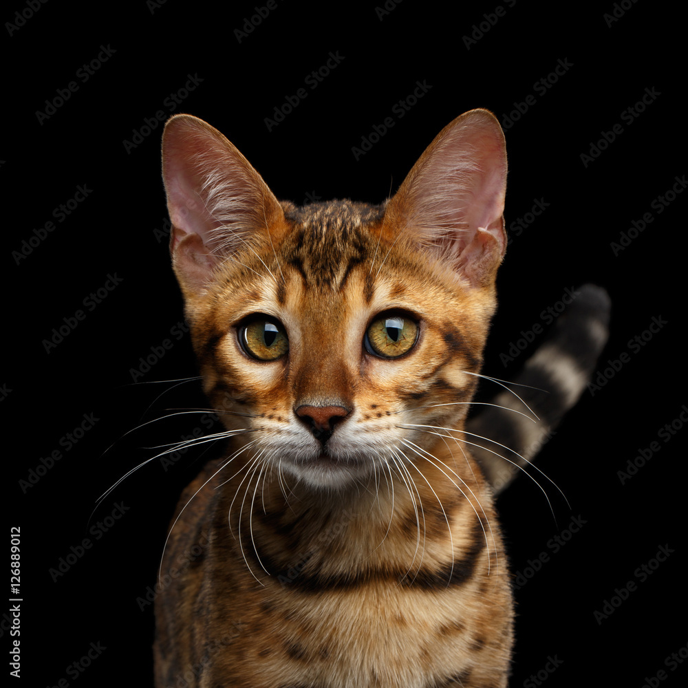 Close-up Portrait of Adorable breed Bengal kitten in front view, Looking in camera with beautiful eyes and tail isolated on Black Background