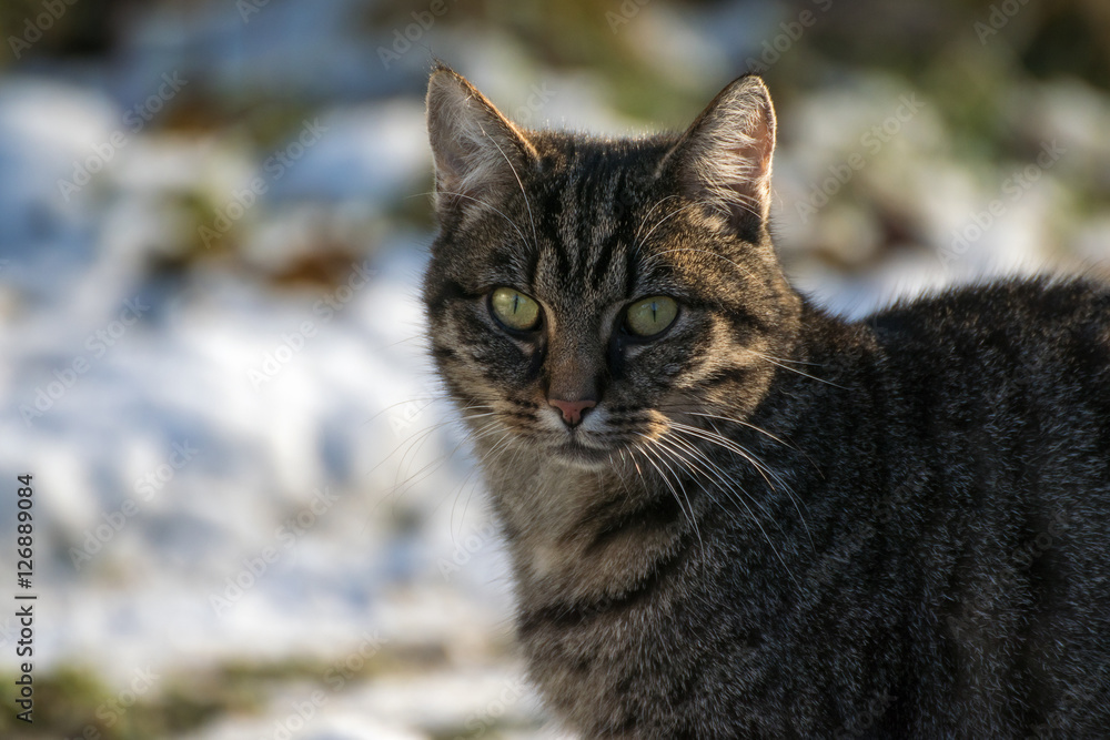 Tabby cat outdoors in winter, portrait of a European Shorthair,