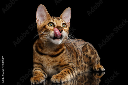 Cute kitty Bengal breed, gold Fur with rosette, Lying and licked, isolated on Black Background with reflection