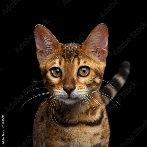 Close-up Portrait of Adorable breed Bengal kitten in front view, Looking in camera with beautiful eyes and tail isolated on Black Background