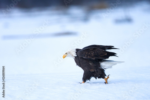Bald eagle walking over snowy landscape in Alaska in winter