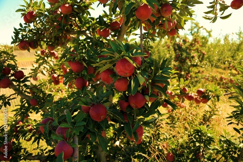 Apple Trees & Picking