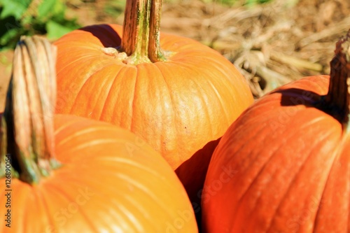 Pumpkin Patch