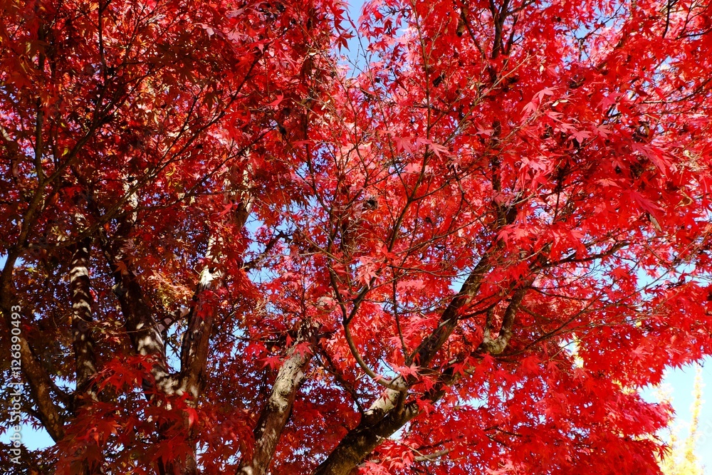 モミジの背景素材