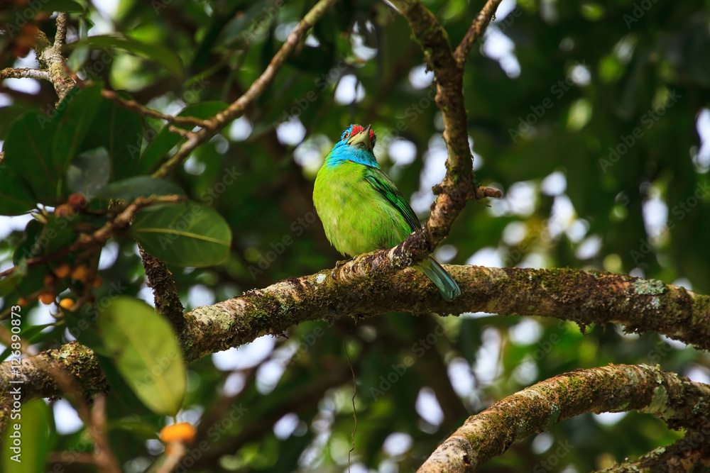 Blue-throated Barbet on fig tree Blue-throated Barbet on fig tree