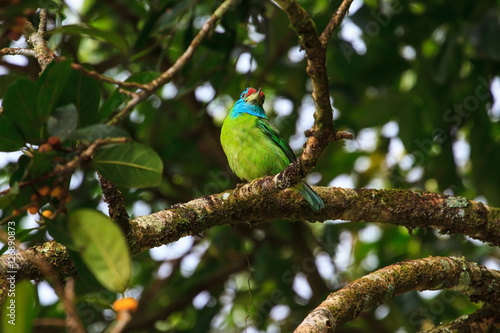 Blue-throated Barbet on fig tree