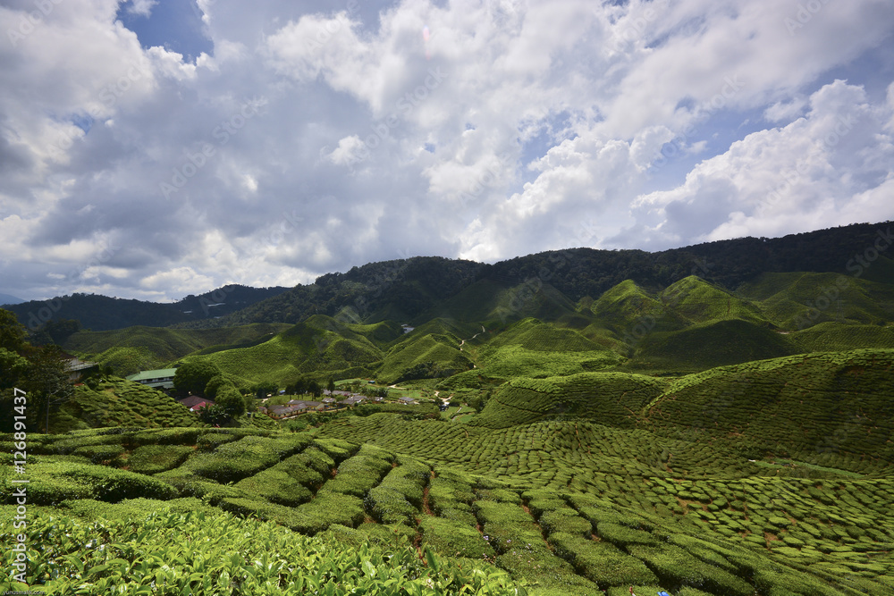 Tea Plantation with beautiful clouds sky at Cameron Highland, Pahang, Malaysia.