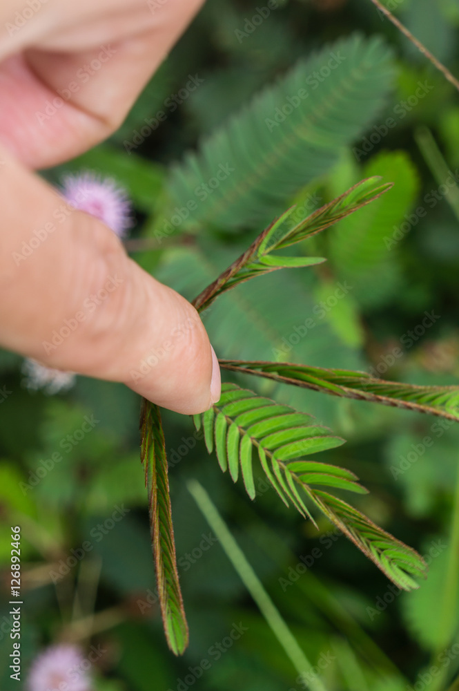 Mimosa pudica - Shy plant Mimosa pudica - Shy plant