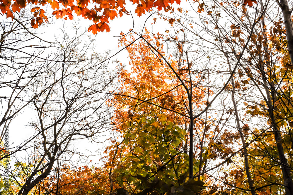 Fototapeta premium Fall Forest '16