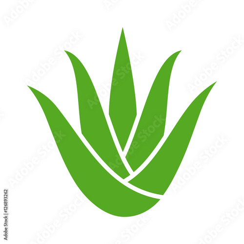 Green aloe vera plant with leaves flat color icon for apps and websites