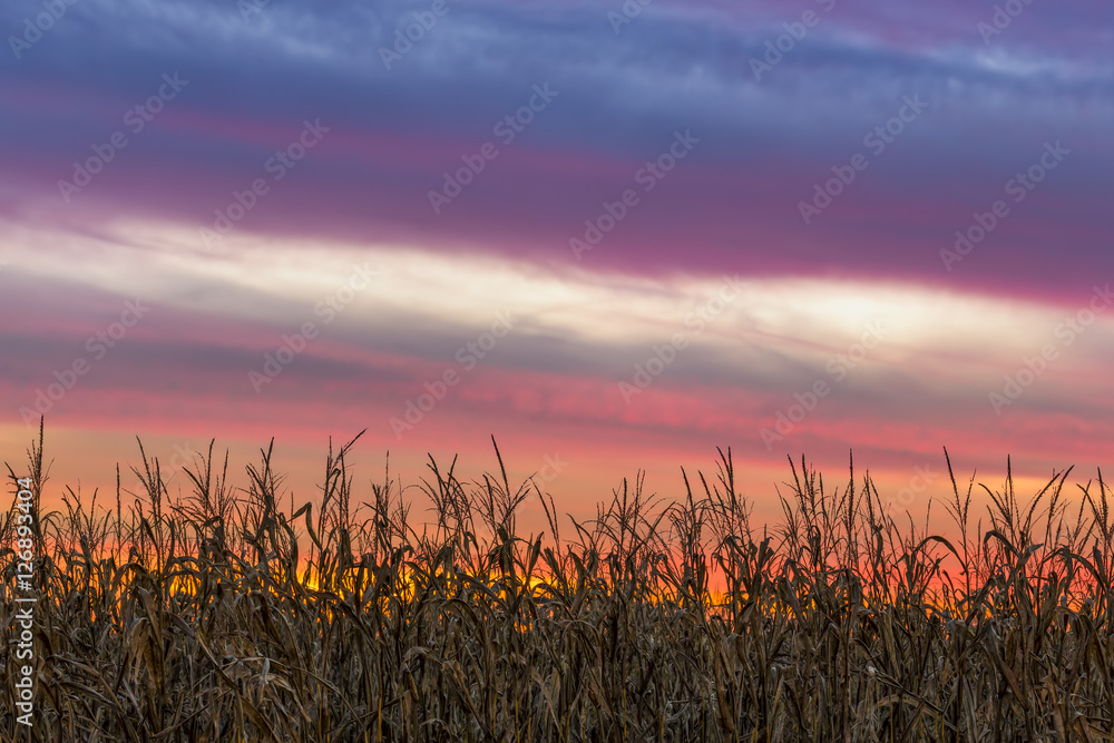 Naklejka premium Cornfield Sky - Setting Sun Over Central Indiana