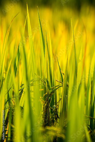 rice field and sunshine for background