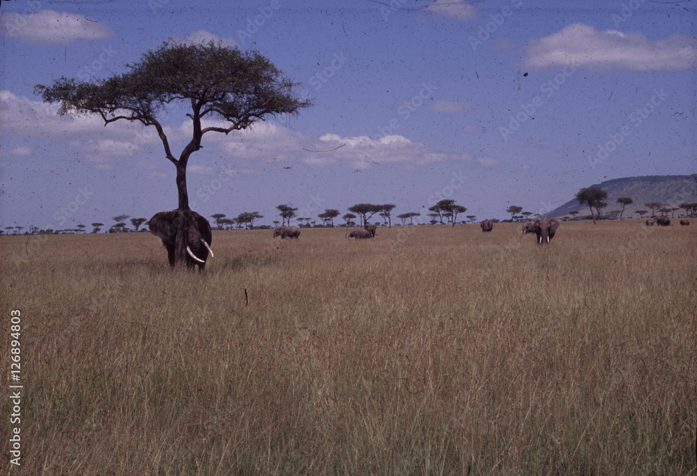 Naklejka premium 象 牙 