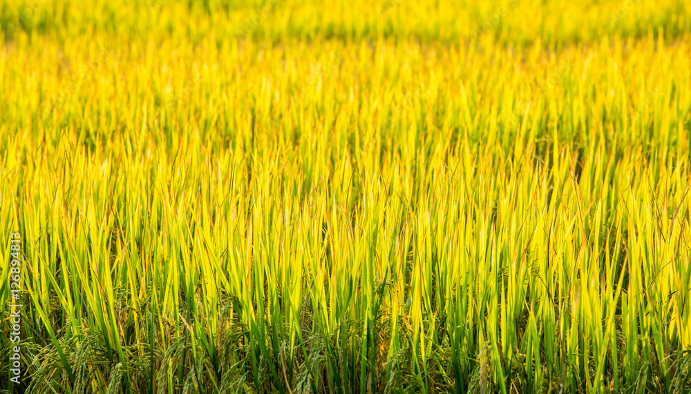 rice field and sunshine for background rice field and sunshine for background