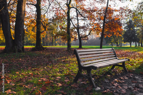 Bench in a park with colorful leaves and trees in autumn at sunset