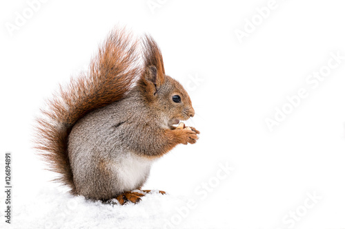red fluffy squirrel sitting on snow in winter park and eating nut © Mr Twister