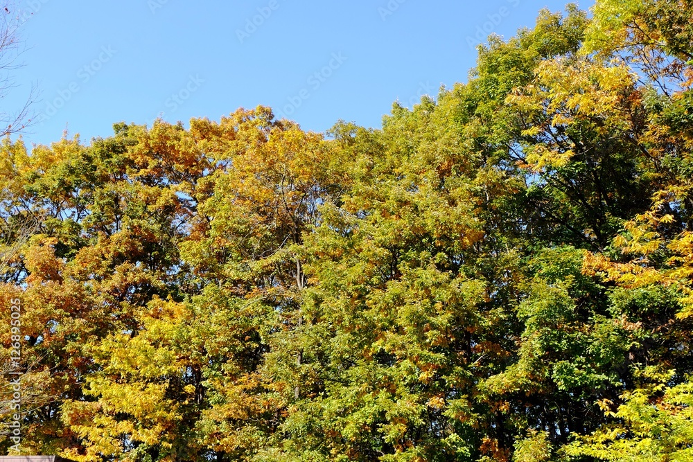 Fototapeta premium 青空と色付き始めた山々