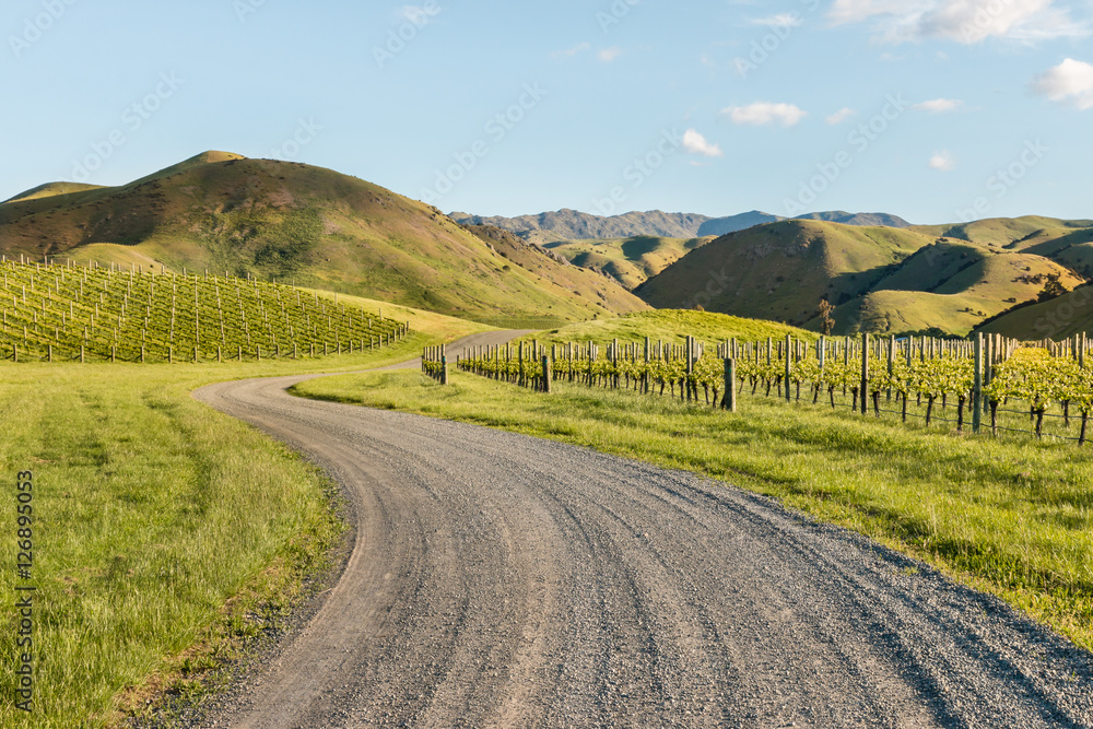 vineyards in Marlborough, New Zealand in springtime