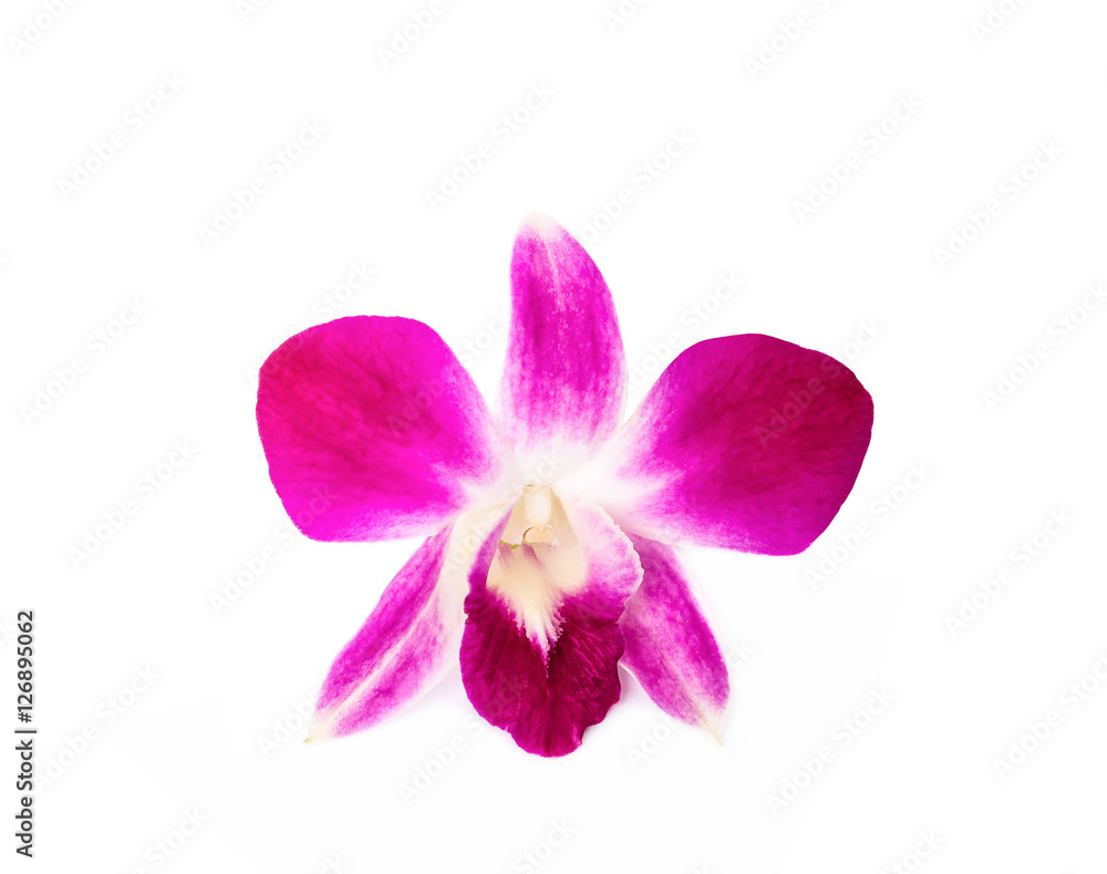 Beautiful orchids isolated on white background