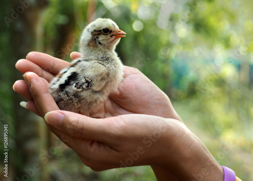 Chicks on women hand
