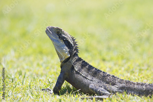 Eastern water dragon . photo