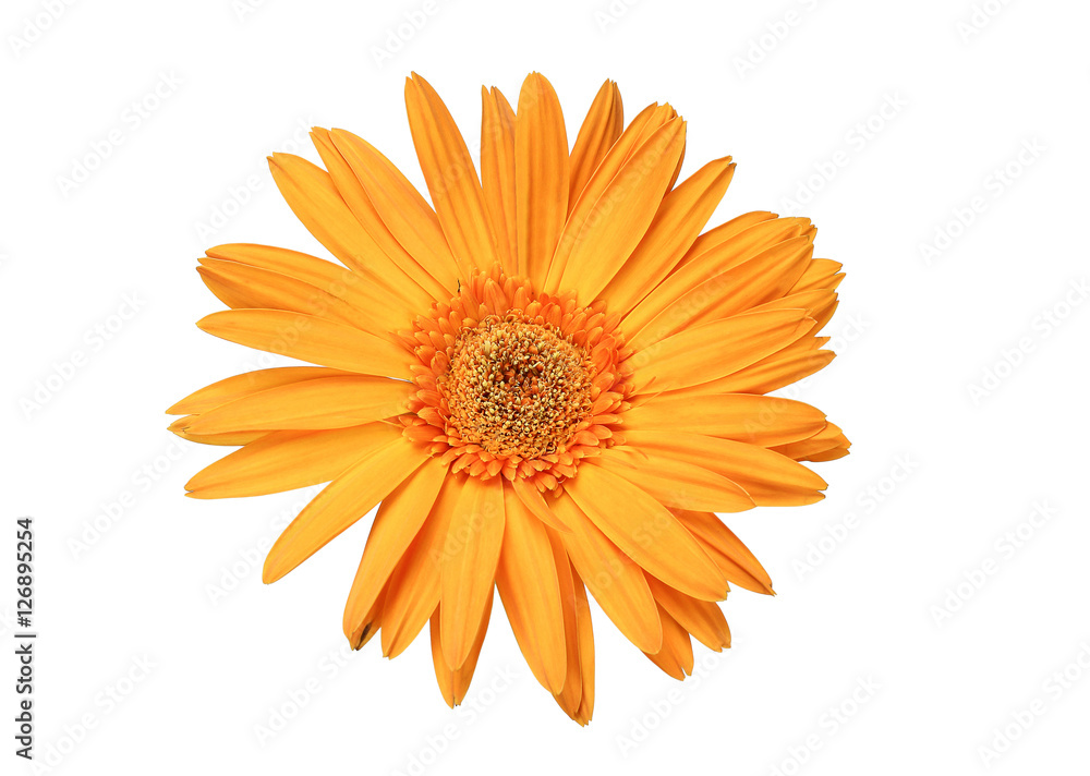 Daisy flower isolated on white background Daisy flower isolated on white background