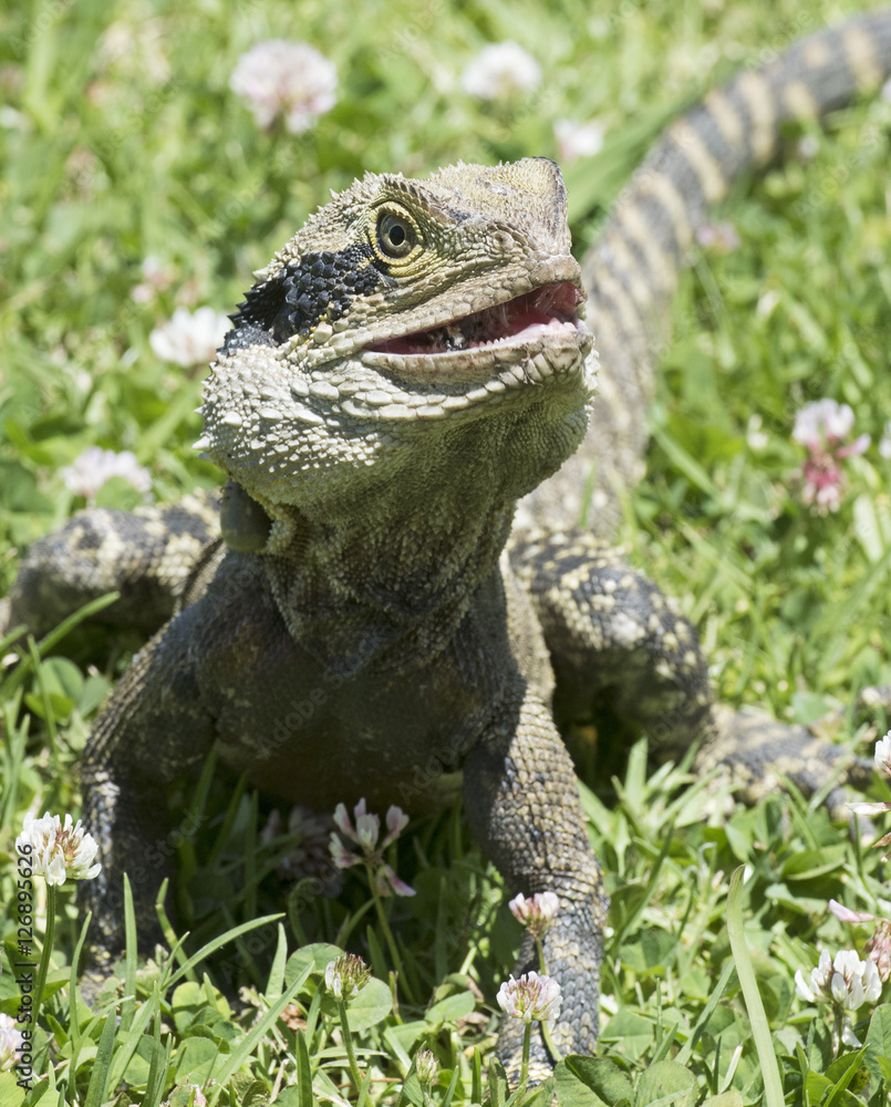 Obraz premium Eastern water dragon .