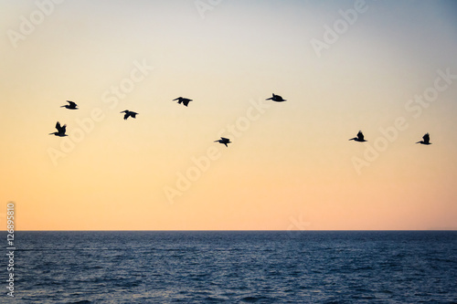 Group of pelicans flying on the beach at sunset - Puerto Vallarta, Jalisco, Mexico