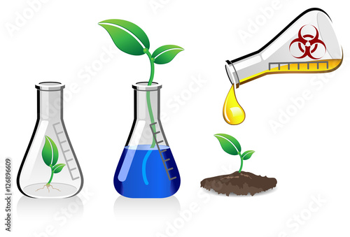 Plants being grown in glass beakers, genetically modified organisms