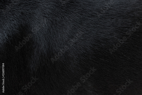 Dog fur texture